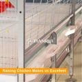4 Tieros Eliminación automática de estiércol de jaulas de baterías para pollos de engorde